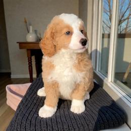 Ziggy - Red male Bernedoodle puppy in Tucson, Arizona from Adored Poodle & Doodles