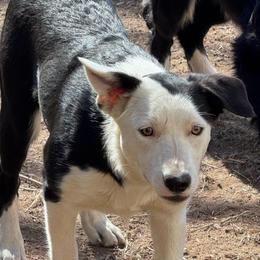 Silike - Black and white female Border Collie puppy in Canaan, New Hampshire from Henam Border Collies