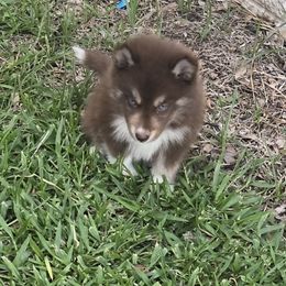 Husky 1 - Red and white female Siberian Husky puppy in Lakeland, Florida from Husky Breeder of Central Florida