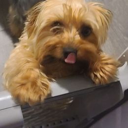 Ace - Yorkshire Terrier