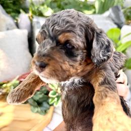 Ace - Red Boy - Merle male Cavapoo puppy in Highland, Utah from Angel Pups Deluxe