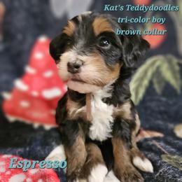 Boy 3 - Tri-color male Bernedoodle puppy in Schertz, Texas from Kat's Teddydoodles