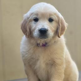 Purple girl - Light golden female Golden Retriever puppy in Scio, Oregon from Stackhouse Family Farm