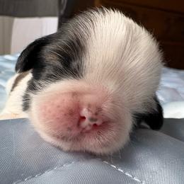 Girl1Duchess - Red and white female Shih Tzu puppy in Madras, Oregon from Maridee’s ShihTzu