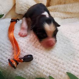Miniature Australian Shepherd Puppies from Barnyard Mini Aussies