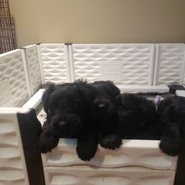 Giant Schnauzer Puppies from Surefoot Giant Schnauzers