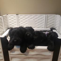 Giant Schnauzer Puppies from Surefoot Giant Schnauzers
