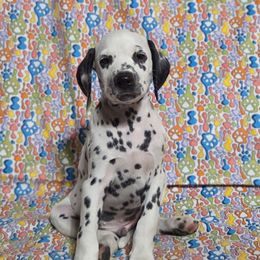 Pop Rocks- Maroon LUA - White and black male Dalmatian puppy in Claremore, Oklahoma from Lotsofdots Dalmatians