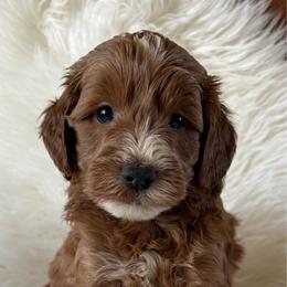 M37 - Chocolate male Goldendoodle puppy in West Point, Iowa from Jim Anderson
