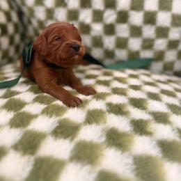 Chance - Red male Cavapoo puppy in Queen Creek, Arizona from Sunny Doodles