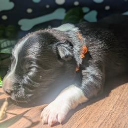 Avani - Black and white female Border Collie puppy in Max, Nebraska from Stag Valley Homestead