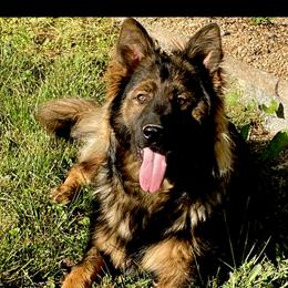 Hondo - German Shepherd