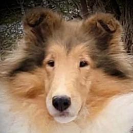 MaryKate - Collie