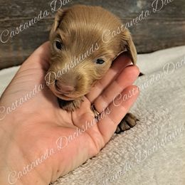 AKC Boy 4 Cupid - Fawn (isabella) and tan Dachshund puppy in Lees Summit, Missouri from Castaneda Dachshunds