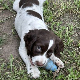 English Springer Spaniel Puppies from Coteau Springers