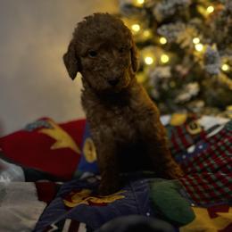 Dasher - Apricot male Goldendoodle puppy in Sanford, Florida from Florida Coast Golden Doodles