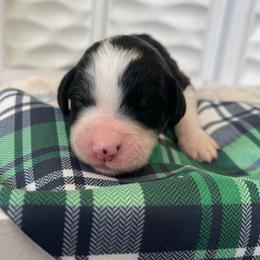 Piper - Black and white female Sheepadoodle puppy in Rocky Point, North Carolina from CelticDoods