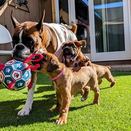 Boxer puppies from Rockin' Paws Boxers