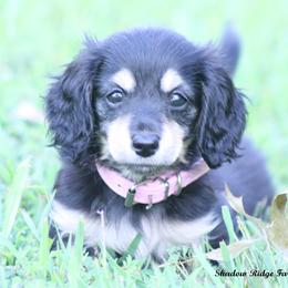 Pink - Black and cream female Dachshund puppy in Murray, Kentucky from Shadow Ridge Farms