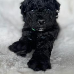 Green Girl - Black female Pumi puppy in Fife Lake, Michigan from Nixie Kennels