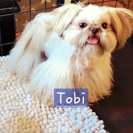 Tobi - Shih Tzu