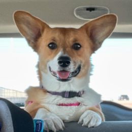 Ruby - Pembroke Welsh Corgi