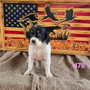 Girl 1 - Blue belton and tan (tri-color) female English Setter puppy in Potosi, Wisconsin from Point and Flush Gun Dogs