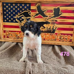 Girl 1 - Blue belton and tan (tri-color) female English Setter puppy in Potosi, Wisconsin from Point and Flush Gun Dogs