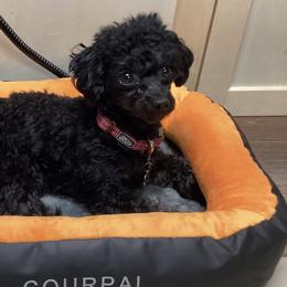 Poodles from Christina Martin