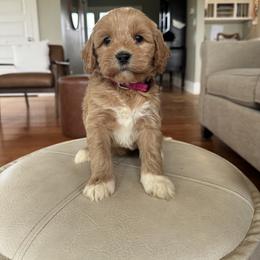 Pink - Apricot female Australian Labradoodle puppy in Ferndale, Washington from Annie's Doodles