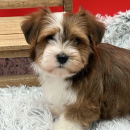 Israel - Red sable male Havanese puppy in Wappapello, Missouri from Titanium Havanese LLC