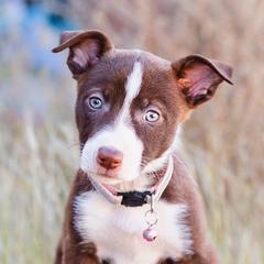 McNab Puppies from Vanir McNab Shepherds