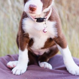 McNab Puppies from Vanir McNab Shepherds