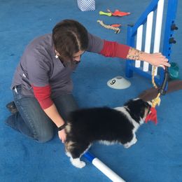 Australian Shepherd Puppies from Highline