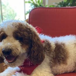 Roscoe - Poodle
