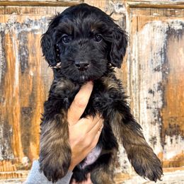 Nike - Phantom male Bernedoodle puppy in Rose Hill, North Carolina from Red Door Canines