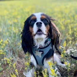 Echo - Cavalier King Charles Spaniel