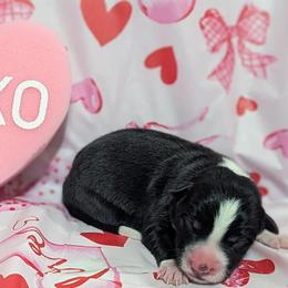 Flower - Black and white female Border Collie puppy in Raccoon, Kentucky from Skyline Border Collies