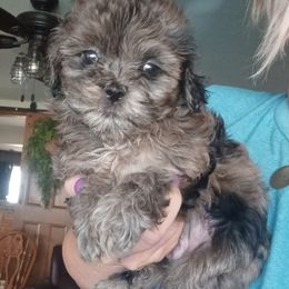 Cobain - Merle male Shihpoo puppy in Delphos, Ohio from Route 66 Poodles & Doodles, Sapphire Shih-tzu's of Ohio