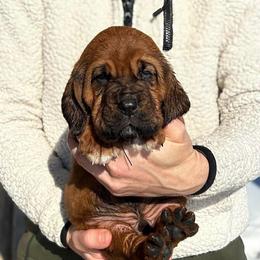 Cooper - Red male Bloodhound puppy in Marvell, Arkansas from Hat Creek Kennel