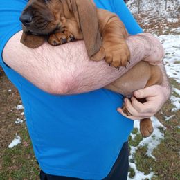 Axel - Brown and white male Basset Hound puppy in Imler, Pennsylvania from Happy Hounds