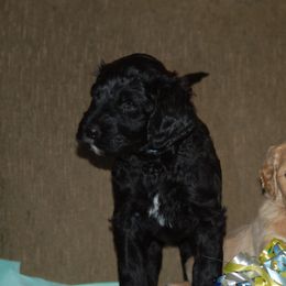 Double Doodle, Goldendoodle, and Poodle Puppies from Top of the Hill Doodles