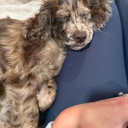 Jamaica, NOW HAZEL - Merle female Cockapoo puppy in Lillington, North Carolina from Peace, Love, and Puppies at the Creek