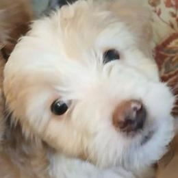 Double Doodles, French Bulldogs, Goldendoodles, Mal-Shis, and Olde English Bulldogges from Courtney Nicole's Mal Shihs & Goldendoodles
