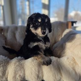 Strawberry - Black phantom female Aussiedoodle puppy in North Royalton, Ohio from Johnson's Doodles