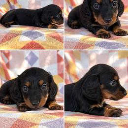 Boy 1 - Black and tan male Dachshund puppy in Oklahoma from Red Oak Long Dogs
