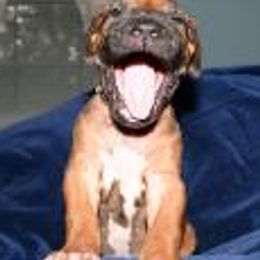 Rhodesian Ridgebacks from Mardi Gras Rhodesian Ridgebacks