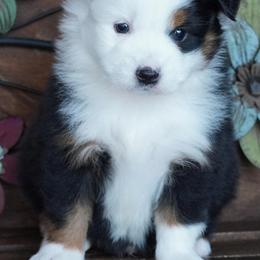 Boy 2 - Black tri male Miniature Australian Shepherd puppy in Lawton, Oklahoma from Lindsey’s Aussies
