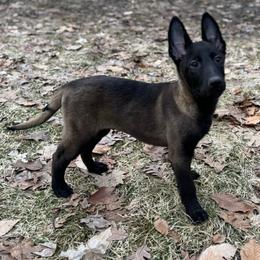 Orange Collar - Black sable male Belgian Malinois puppy in Muskegon, Michigan from Red Acres Working Line K9s