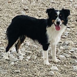 Australian Shepherds, Miniature Australian Shepherds, and Toy Australian Shepherds from Our Lil Aussies